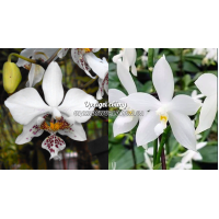 Phal. Stuartiana x Tetraspis Alba
