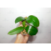 Фаленопсис (Profar Little Orange)