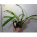 Каттлея (Trianaei var. Сoncolor)