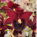 Катасетум (Taiwan Red Diamond)