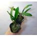 Каттлея (Hawaiian Splash Lea)