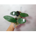 Фаленопсис (Stuartiana var Nobilis Xiuya × sib)