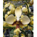 Фаленопсис (Stuartiana var Nobilis Xiuya × sib)