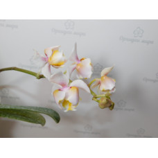 Phal. (Stuartiana x Rainbow Falconer) peloric