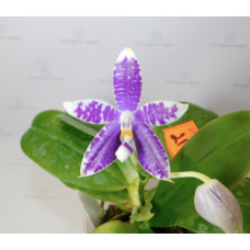 Phal. Hybrid №518