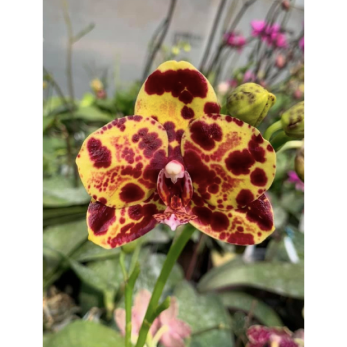 Фаленопсис Яфон Блэк Снейк (Yaphon Black Snake)