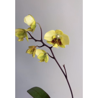 Phal. Stuartiana var. Nobilis Xiuya × sib