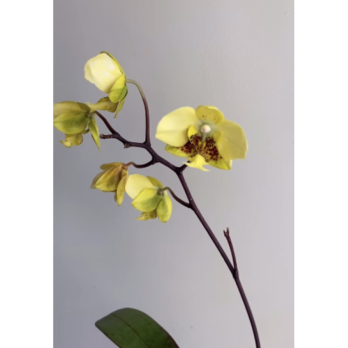 Фаленопсис (Stuartiana var Nobilis Xiuya × sib)