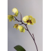Фаленопсис (Stuartiana var Nobilis Xiuya × sib)
