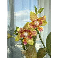 Phal. Tzu Chiang Balm x Yaphon Perfume бабочка