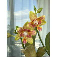 Phal. Tzu Chiang Balm x Yaphon Perfume бабочка