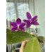 Фаленопсис (Phal. Violacea Indigo x Speciosa Blue)