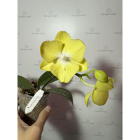 Phal. GC Reyoung Moon big lip