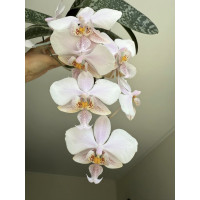 Phal. Wiganiae