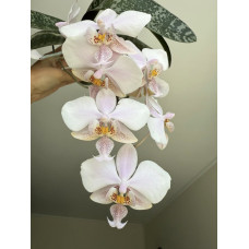 Phal. Wiganiae