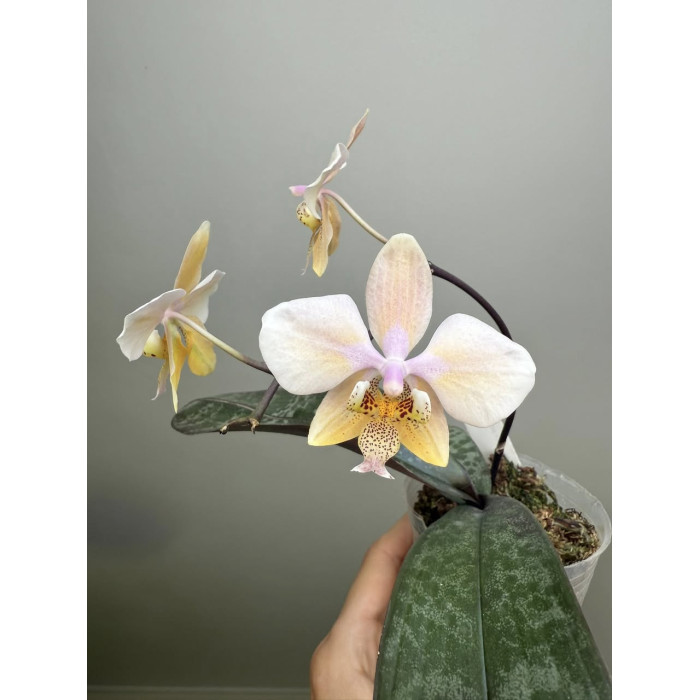 Фаленопсис (Schilleriana M405 x Stuartia var. nobilis №11)