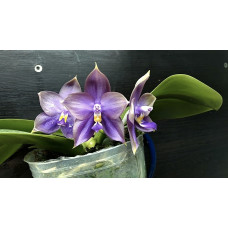 Phal. Mituo Blue Bear M-5