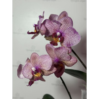 Phal. (Sin-Yuan Golden Beauty x Ackers Sweetie) 