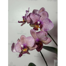 Phal. (Sin-Yuan Golden Beauty x Ackers Sweetie) 