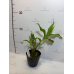 Chysis Bractescens Chysis Bractescens