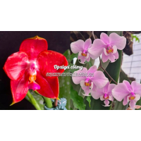 Phal. (Jongs Gigan Cherry x LDS Bear King) x Schilleriana Phal. (Jongs Gigan Cherry x LDS Bear King) x Schilleriana