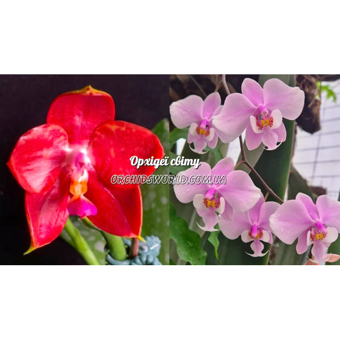 Фаленопсис ((Jongs Gigan Cherry x LDS Bear King) x Schilleriana) Фаленопсис ((Jongs Gigan Cherry x LDS Bear King) x Schilleriana)