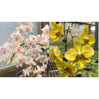 Phal. Lius Twilight Rainbow-celebensis x Stuartiana Nobilis
