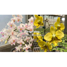 Phal. Lius Twilight Rainbow-celebensis x Stuartiana Nobilis Phal. Lius Twilight Rainbow-celebensis x Stuartiana Nobilis
