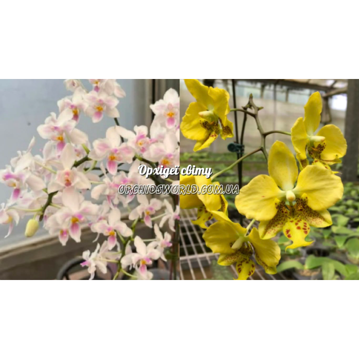 Фаленопсис Lius Twilight Rainbow-celebensis x Stuartiana Nobilis