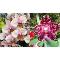 Phal. Stuartiana-schilleriana x gigantea Phal. Stuartiana-schilleriana x gigantea
