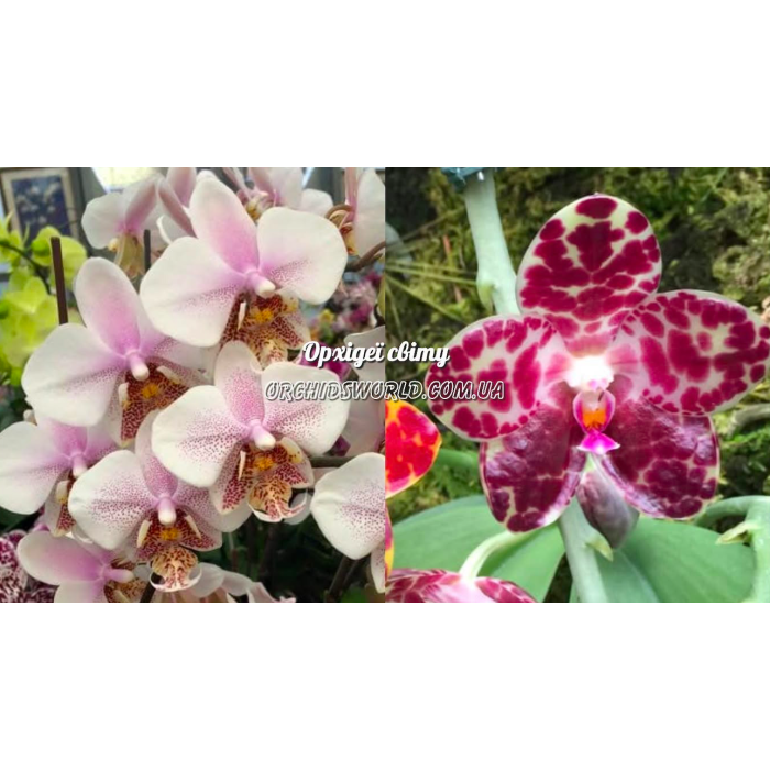 Фаленопсис (Stuartiana-schilleriana x gigantea) Фаленопсис (Stuartiana-schilleriana x gigantea)
