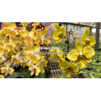 Phal. Little Dragon x Stuartiana Nobilis Phal. Little Dragon x Stuartiana Nobilis