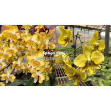 Phal. Little Dragon x Stuartiana Nobilis Phal. Little Dragon x Stuartiana Nobilis