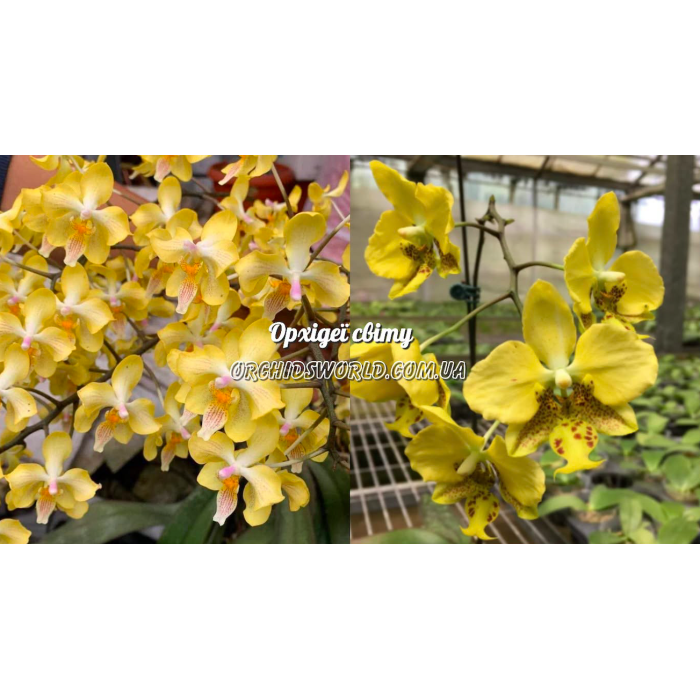 Фаленопсис (Little Dragon x Stuartiana Nobilis) Фаленопсис (Little Dragon x Stuartiana Nobilis)