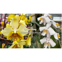 Phal. Stuartiana Nobilis x Philippensis Phal. Stuartiana Nobilis x Philippensis