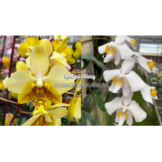 Phal. Stuartiana Nobilis x Philippensis Phal. Stuartiana Nobilis x Philippensis