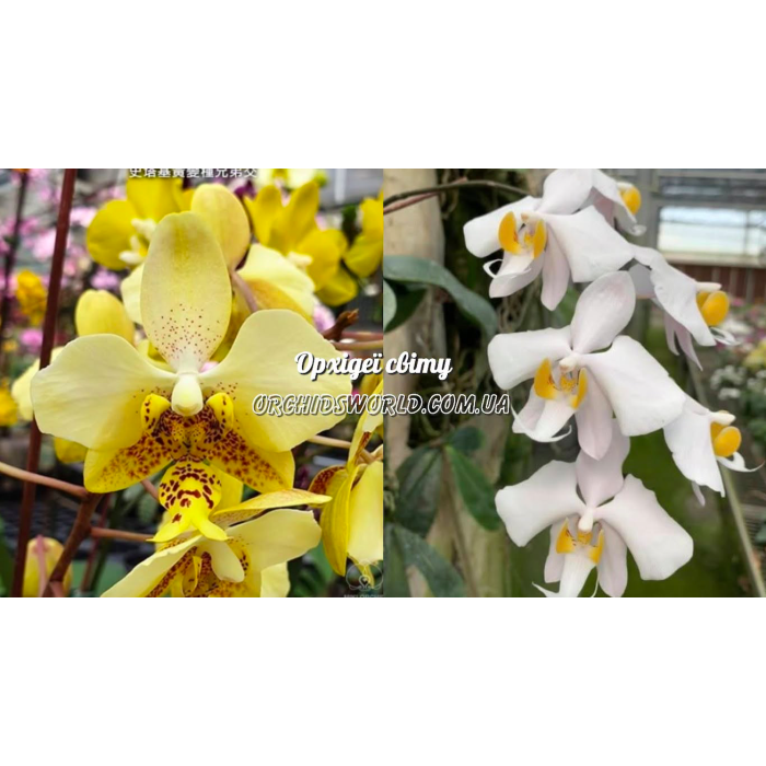 Фаленопсис (Stuartiana Nobilis x Philippensis) Фаленопсис (Stuartiana Nobilis x Philippensis)