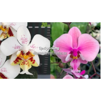 Phal. Stuartiana Sogo x Schilleriana Stripe Phal. Stuartiana Sogo x Schilleriana Stripe
