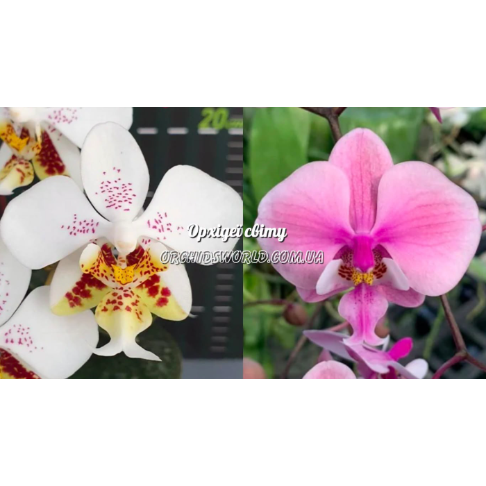 Фаленопсис (Stuartiana Sogo x Schilleriana Stripe) Фаленопсис (Stuartiana Sogo x Schilleriana Stripe)