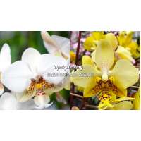 Phal. Stuartiana x Stuartiana Nobilis Phal. Stuartiana x Stuartiana Nobilis