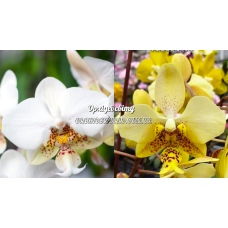 Phal. Stuartiana x Stuartiana Nobilis Phal. Stuartiana x Stuartiana Nobilis