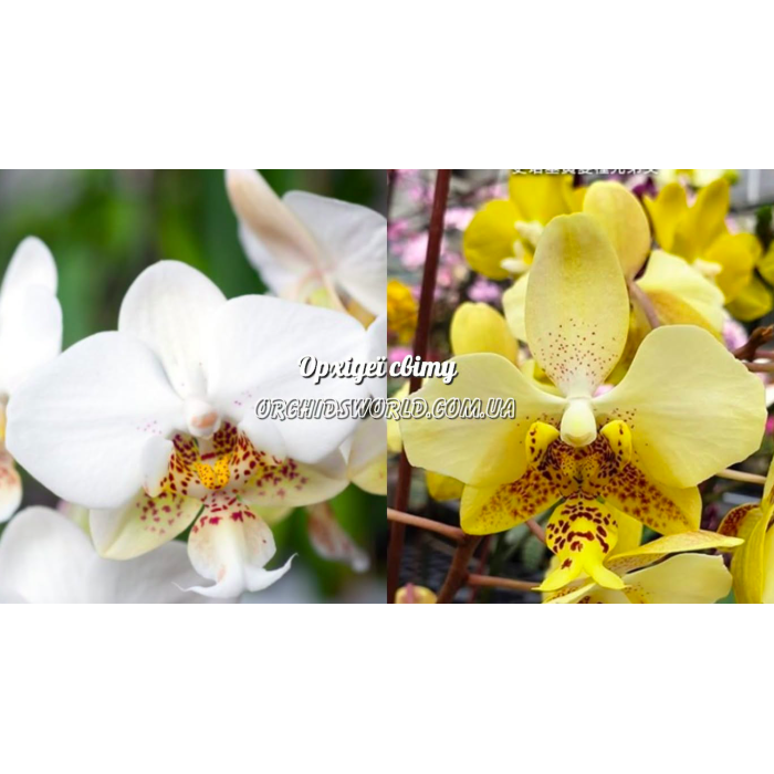 Фаленопсис (Stuartiana x Stuartiana Nobilis) Фаленопсис (Stuartiana x Stuartiana Nobilis)