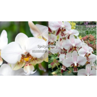 Phal. Stuartiana x Stuartiana Spot Phal. Stuartiana x Stuartiana Spot