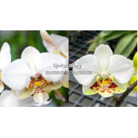 Phal. Stuartiana Sogo x Stuartiana Round