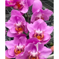 Phal. Strawberry бабочка уценка Phal. Strawberry бабочка уценка