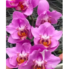 Phal. Strawberry бабочка Phal. Strawberry бабочка