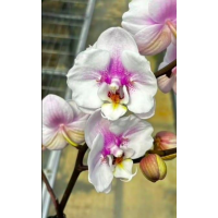 Phal. Siencerity бабочка Phal. Siencerity бабочка