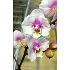 Phal. Siencerity бабочка Phal. Siencerity бабочка