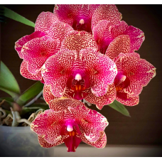 Phal. Sesame бабочка Phal. Sesame бабочка