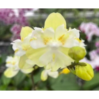 Phal. My Angel біг ліп метелик Phal. My Angel біг ліп метелик
